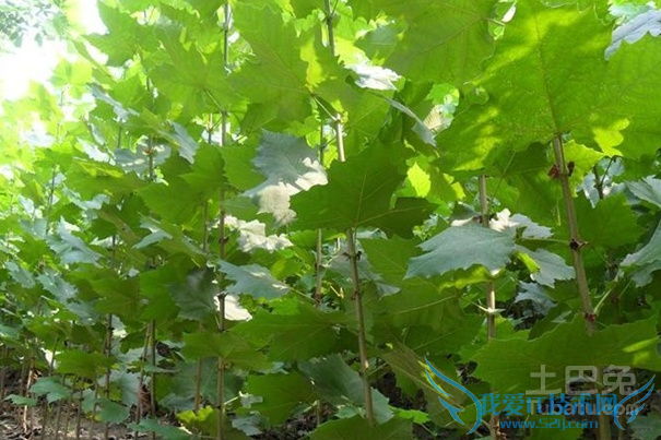 法桐小苗 法桐小苗