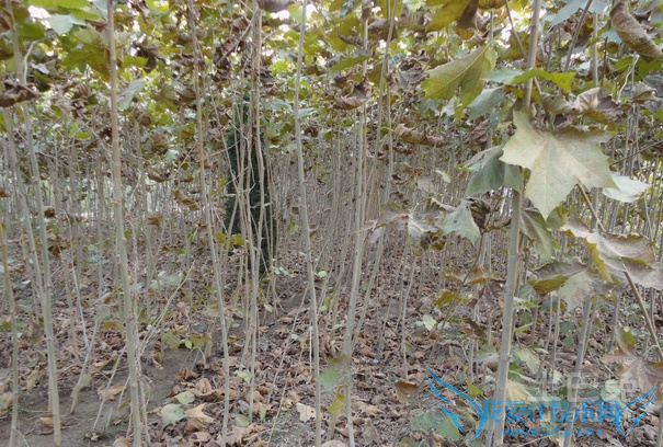 法桐小苗 法桐小苗