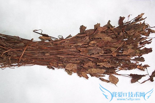 鱼腥草的功效与作用