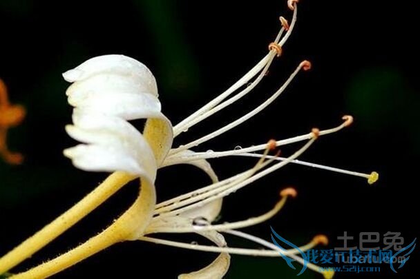 金银花和忍冬藤