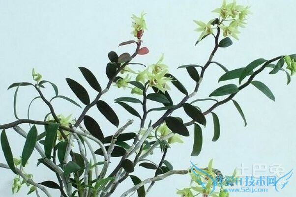 金银花和忍冬藤