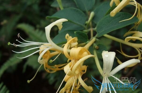 金银花和忍冬藤