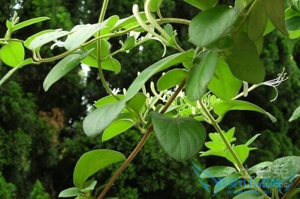 金银花和忍冬藤