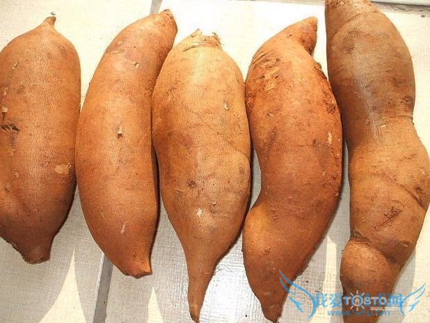 雪莲果的功效与作用 “神果”的秘密