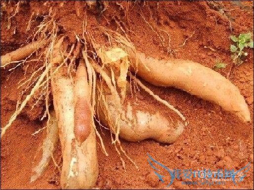 雪莲果的功效与作用 “神果”的秘密