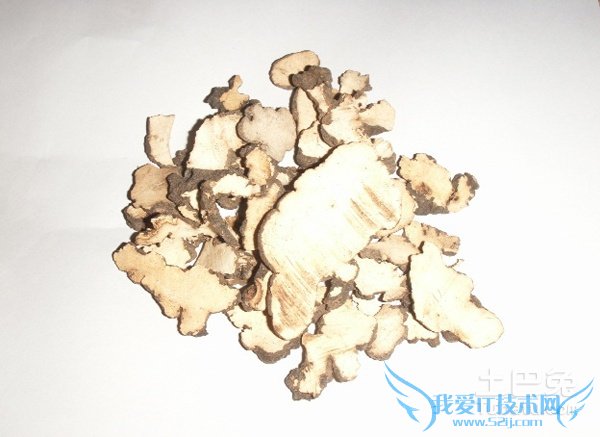 猪苓种植技术 猪苓种植技术