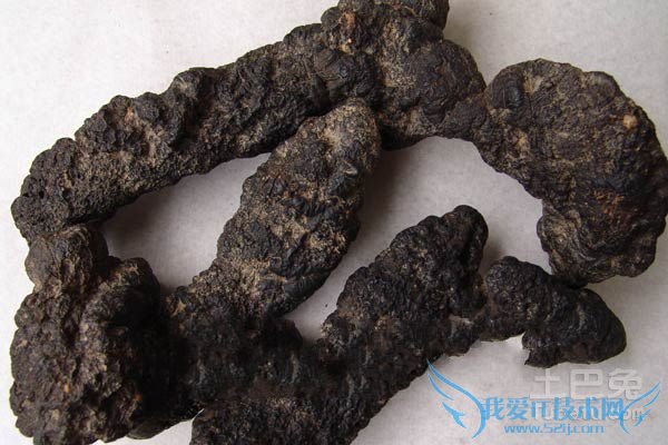 猪苓种植技术 猪苓种植技术