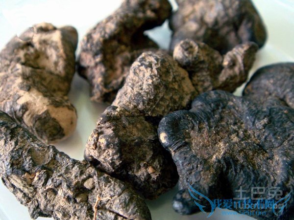 猪苓种植技术 猪苓种植技术