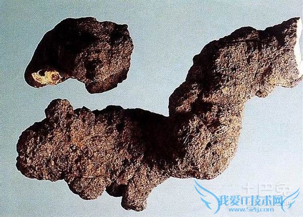 猪苓种植技术 猪苓种植技术