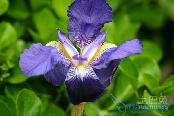 兰草花作用 兰草花作用