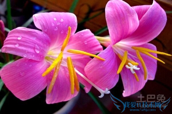 兰草花作用 兰草花作用