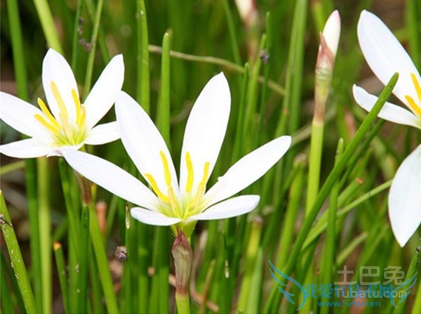 兰草花作用 兰草花作用