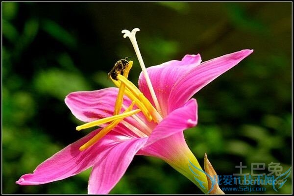 兰草花作用 兰草花作用