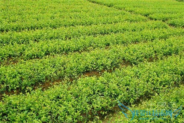 苗木基地 苗木基地