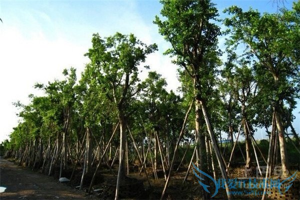 苗木基地 苗木基地