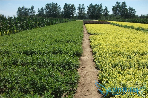 苗木基地 苗木基地