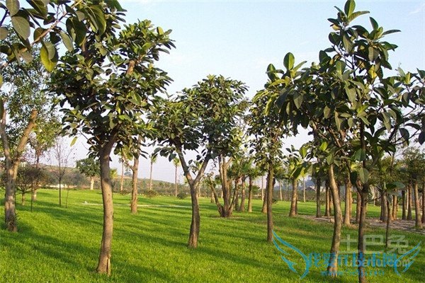 苗木基地 苗木基地