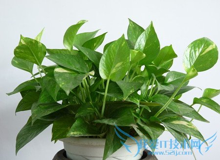 绿萝的养殖方法和注意事项 养殖绿萝的作用