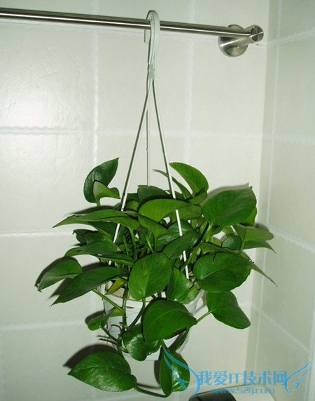 绿萝的养殖方法和注意事项 养殖绿萝的作用