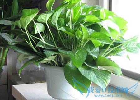 绿萝的养殖方法和注意事项 养殖绿萝的作用