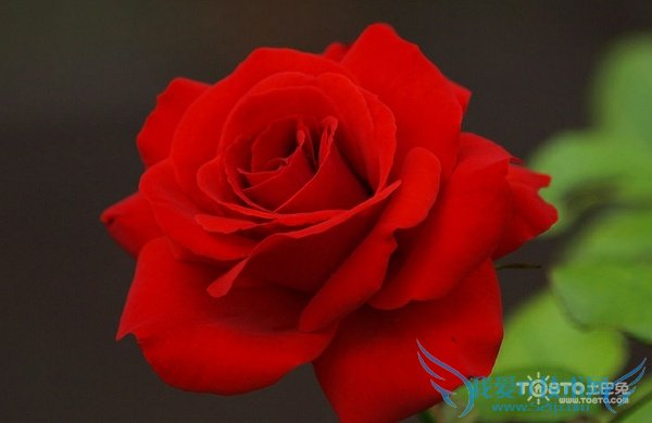 红玫瑰的传说
