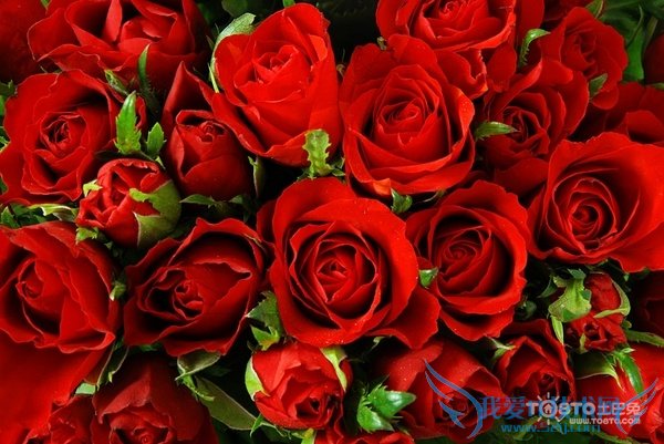 红玫瑰