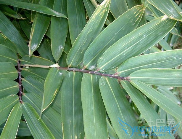 阔叶箬竹丛枝病防治