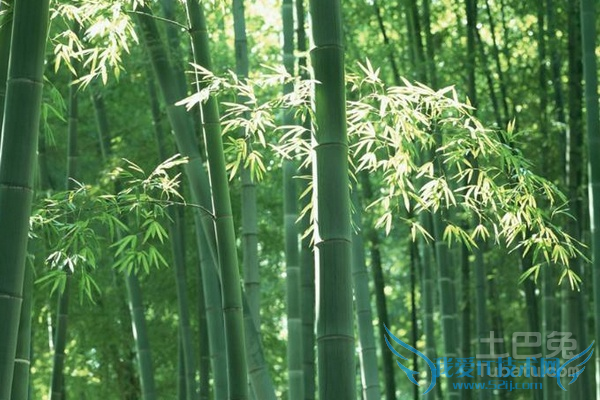 阔叶箬竹丛枝病防治