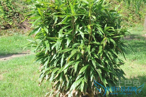 阔叶箬竹丛枝病防治