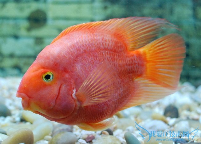 金刚鹦鹉鱼图片 金刚鹦鹉鱼图片