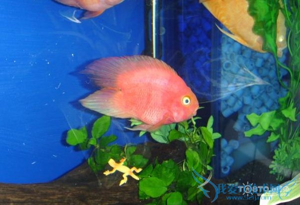 金刚鹦鹉鱼图片 金刚鹦鹉鱼图片