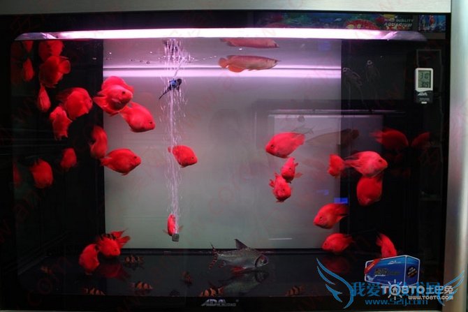 金刚鹦鹉鱼图片 金刚鹦鹉鱼图片