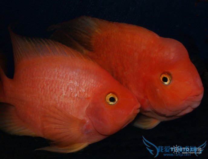 金刚鹦鹉鱼图片 金刚鹦鹉鱼图片