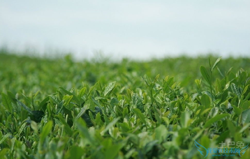 香茶价格 香茶价格
