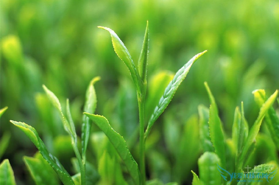 香茶价格 香茶价格