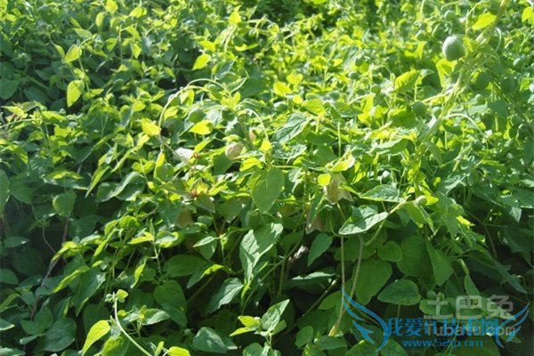 辽参的营养价值