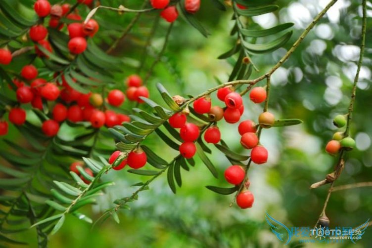 춹ɼ辰۸ 춹ɼ辰ֳ