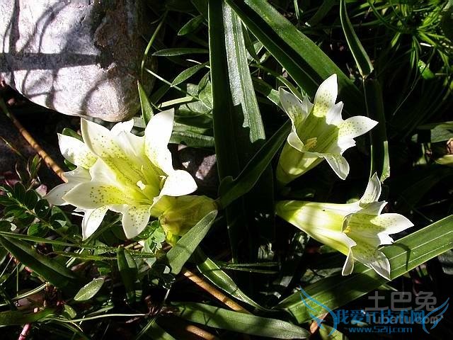 龙胆草图片 龙胆草图片