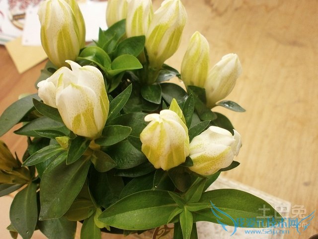 龙胆草图片 龙胆草图片