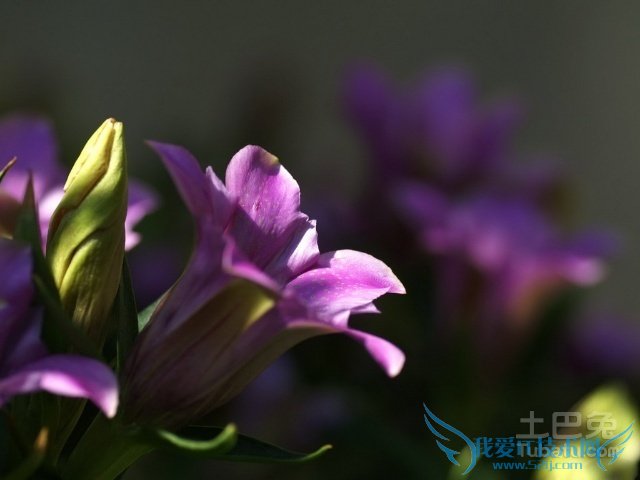 龙胆草图片 龙胆草图片