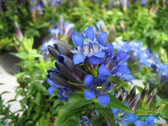 龙胆草图片 龙胆草图片