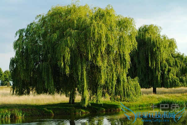 垂柳价格 垂柳价格
