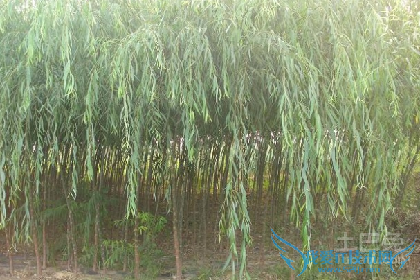 垂柳价格 垂柳价格