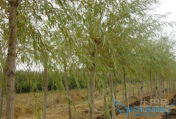 垂柳价格 垂柳价格