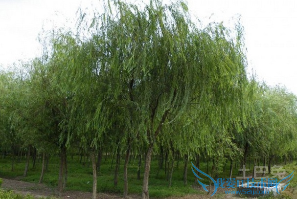 垂柳价格 垂柳价格