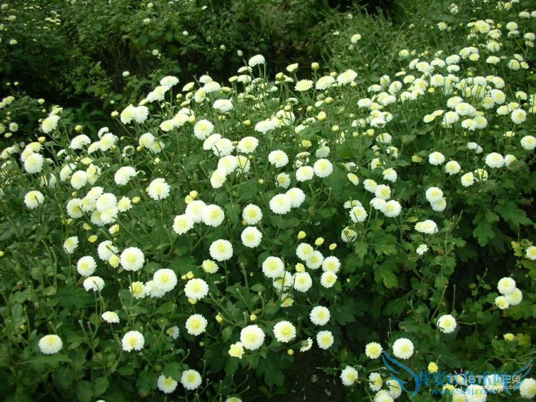 ׾ջĹЧüʳ÷ ׾ջĸ