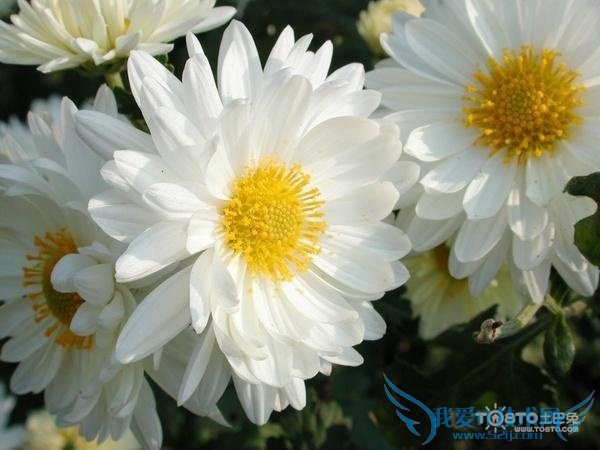 ׾ջĹЧüʳ÷ ׾ջĸ