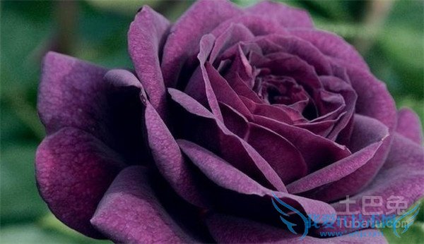 紫玫瑰图片 紫玫瑰图片