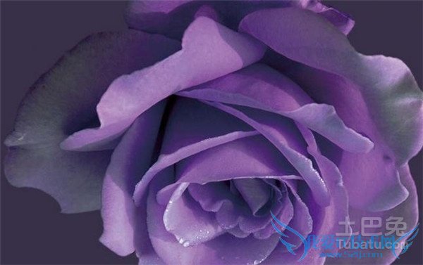 紫玫瑰图片 紫玫瑰图片