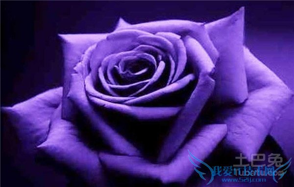 紫玫瑰图片 紫玫瑰图片